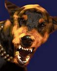 Doberman1.JPG