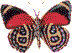 butterfly50.gif